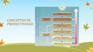 CONCEPTOS DE
PRODUCTIVIDAD
 