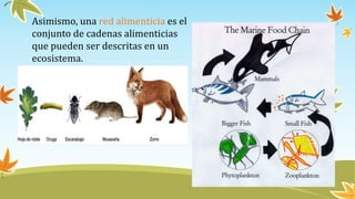 Asimismo, una red alimenticia es el
conjunto de cadenas alimenticias
que pueden ser descritas en un
ecosistema.
 