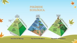 PIRÁMIDE
ECOLÓGICA.
 