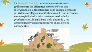 La Pirámide Ecológica es usada para representar
gráficamente los diferentes niveles tróficos que
intervienen en la transferencia de la energía dentro de
un sistema ecológico, manifestando así lo que se conoce
como trofodinámica del ecosistema, en donde los
productores están en la base de la pirámide y los
consumidores y descomponedores en los niveles
ascendentes.
 