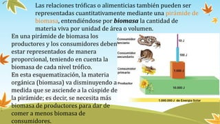 Las relaciones tróficas o alimenticias también pueden ser
representadas cuantitativamente mediante una pirámide de
biomasa, entendiéndose por biomasa la cantidad de
materia viva por unidad de área o volumen.
En una pirámide de biomasa los
productores y los consumidores deben
estar representados de manera
proporcional, teniendo en cuenta la
biomasa de cada nivel trófico.
En esta esquematización, la materia
orgánica (biomasa) va disminuyendo a
medida que se asciende a la cúspide de
la pirámide; es decir, se necesita más
biomasa de productores para dar de
comer a menos biomasa de
consumidores.
 