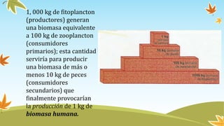 1, 000 kg de fitoplancton
(productores) generan
una biomasa equivalente
a 100 kg de zooplancton
(consumidores
primarios); esta cantidad
serviría para producir
una biomasa de más o
menos 10 kg de peces
(consumidores
secundarios) que
finalmente provocarían
la producción de 1 kg de
biomasa humana.
 