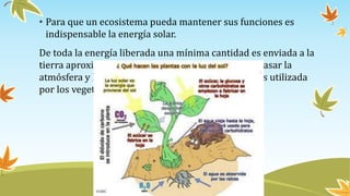 • Para que un ecosistema pueda mantener sus funciones es
indispensable la energía solar.
De toda la energía liberada una mínima cantidad es enviada a la
tierra aproximadamente y la mitad solar logra traspasar la
atmósfera y llega a la superficie del planeta la cual es utilizada
por los vegetales para llevar acabo la fotosíntesis.
 