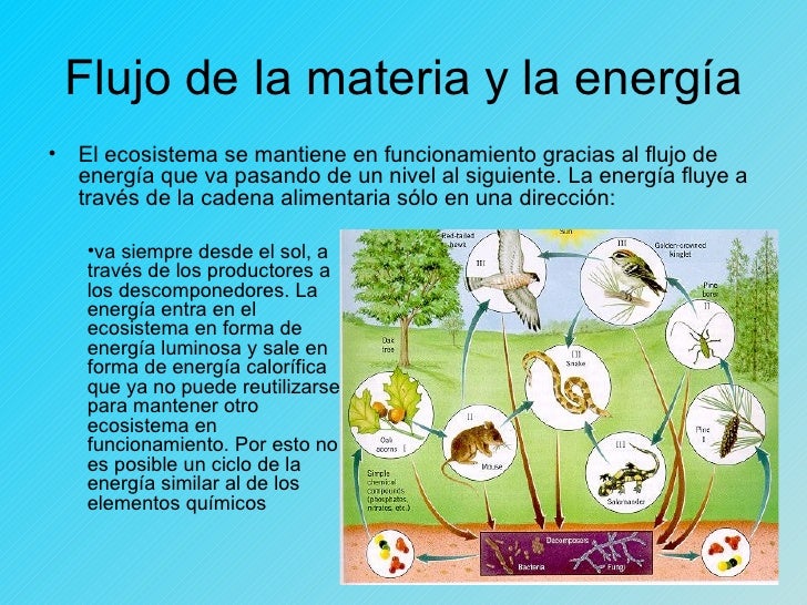 Flujo de energía en los ecosistemas , redes