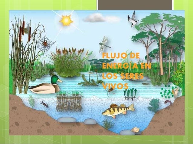 Flujo De Energia En Los Seres Vivos