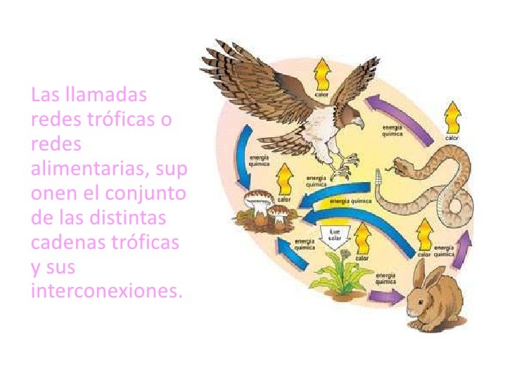 Flujo de energía y materia en los ecosistemas