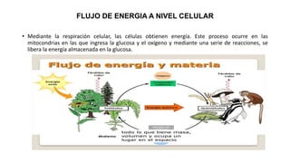 FLUJO DE ENERGIA A NIVEL CELULAR
• Mediante la respiración celular, las células obtienen energía. Este proceso ocurre en las
mitocondrias en las que ingresa la glucosa y el oxígeno y mediante una serie de reacciones, se
libera la energía almacenada en la glucosa.
 