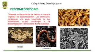 Colegio Santo Domingo Savio
DESCOMPONEDORES
Obtienen su alimentación de detritos o materia
orgánica en descomposición. Los detritívoros
constituyen una parte importante de los
ecosistemas porque contribuyen a la
descomposición y al reciclado de los nutrientes
HONGOS
LOMBROCES
 