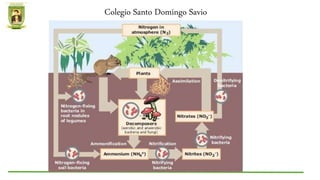 Colegio Santo Domingo Savio
 