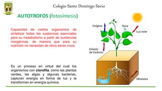 Colegio Santo Domingo Savio
AUTOTROFOS (fotosíntesis)
Es un proceso en virtud del cual los
organismos con clorofila, como las plantas
verdes, las algas y algunas bacterias,
capturan energía en forma de luz y la
transforman en energía química.
Capacidad de ciertos organismos de
sintetizar todas las sustancias esenciales
para su metabolismo a partir de sustancias
inorgánicas, de manera que para su
nutrición no necesitan de otros seres vivos.
 
