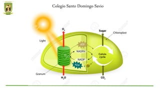 Colegio Santo Domingo Savio
 