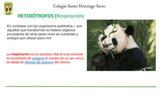 Colegio Santo Domingo Savio
HETERÓTROFOS (Respiración)
En contraste con los organismos autótrofos— son
aquellos que transforman la materia orgánica
procedente de otros seres vivos en nutrientes y
energía que utilizan para vivir
La respiración es un proceso vital el cual consiste
en la entrada de oxígeno al cuerpo de un ser vivo y
la salida de dióxido de carbono del mismo
 