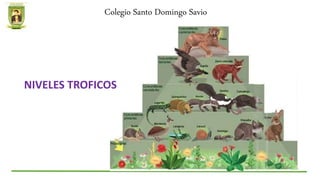 Colegio Santo Domingo Savio
NIVELES TROFICOS
 