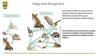 Colegio Santo Domingo Savio
Una cadena trófica es una secuencia
simple y lineal de organismos que se
alimentan unos de otros y que
pertenecen a distintos niveles tróficos.
Una red trófica es la interrelación compleja
y real que se establece entre las distintas
especies que forman los distintos niveles
tróficos:
 