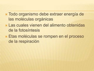 Todo organismo debe extraer energía de
las moléculas orgánicas
 Las cuales vienen del alimento obtenidas
de la fotosíntesis
 Etas moléculas se rompen en el proceso
de la respiración


 