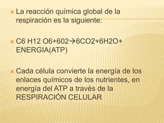 

La reacción química global de la
respiración es la siguiente:



C6 H12 O6+6026CO2+6H2O+
ENERGIA(ATP)



Cada célula convierte la energía de los
enlaces químicos de los nutrientes, en
energía del ATP a través de la
RESPIRACIÓN CELULAR

 
