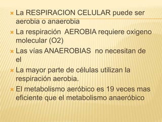 La RESPIRACION CELULAR puede ser
aerobia o anaerobia
 La respiración AEROBIA requiere oxigeno
molecular (O2)
 Las vías ANAEROBIAS no necesitan de
el
 La mayor parte de células utilizan la
respiración aerobia.
 El metabolismo aeróbico es 19 veces mas
eficiente que el metabolismo anaeróbico


 