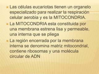 Las células eucariotas tienen un organelo
especializado para realizar la respiración
celular aerobia y es la MITOCONDRIA.
 La MITOCONDRIA esta constituida por
una membrana estrena lisa y permeable,
una interna que se pliega
 La región encerrada por la membrana
interna se denomina matriz mitocondrial,
contiene ribosomas y una molécula
circular de ADN


 