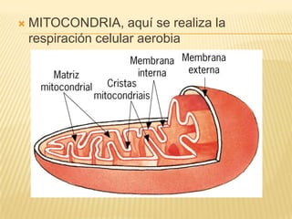 

MITOCONDRIA, aquí se realiza la
respiración celular aerobia

 