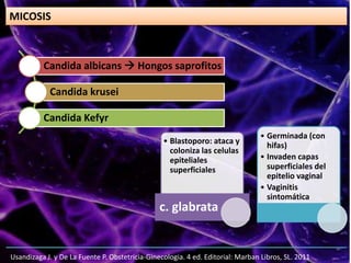 Candida albicans  Hongos saprofitos
Candida krusei
Candida Kefyr
Usandizaga J. y De La Fuente P. Obstetricia-Ginecologia. 4 ed. Editorial: Marban Libros, SL. 2011
MICOSIS
• Blastoporo: ataca y
coloniza las celulas
epiteliales
superficiales
c. glabrata
• Germinada (con
hifas)
• Invaden capas
superficiales del
epitelio vaginal
• Vaginitis
sintomática
 