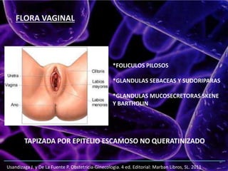 *FOLICULOS PILOSOS
*GLANDULAS SEBACEAS Y SUDORIPARAS
*GLANDULAS MUCOSECRETORAS SKENE
Y BARTHOLIN
FLORA VAGINAL
TAPIZADA POR EPITELIO ESCAMOSO NO QUERATINIZADO
Usandizaga J. y De La Fuente P. Obstetricia-Ginecologia. 4 ed. Editorial: Marban Libros, SL. 2011
 