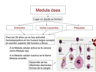 Medula ósea Plaquetas Varios Leucocitos Eritrocitos Lugar en donde se forman Para los 20 años ya no hay actividad hematopoyetica en los huesos largos excepto en porción superior del humero y fémur. A la Medula celular activa se le conoce como Medula roja A la Medula celular inactiva se le llama Medula amarilla Desarrollo de los diferentes elementos formas de la sangre 
