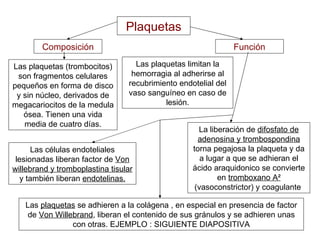 Plaquetas Composición Función Las  plaquetas  se adhieren a la colágena , en especial en presencia de factor de  Von Willebrand , liberan el contenido de sus gránulos y se adhieren unas con otras. EJEMPLO : SIGUIENTE DIAPOSITIVA La liberación de  difosfato de adenosina y trombospondina  torna pegajosa la plaqueta y da a lugar a que se adhieran el ácido araquidonico se convierte en  tromboxano A ²  (vasoconstrictor) y coagulante  Las plaquetas (trombocitos) son fragmentos celulares pequeños en forma de disco y sin núcleo, derivados de megacariocitos de la medula ósea. Tienen una vida media de cuatro días. Las plaquetas limitan la hemorragia al adherirse al recubrimiento endotelial del vaso sanguíneo en caso de lesión. Las células endoteliales lesionadas liberan factor de  Von willebrand y tromboplastina tisular  y también liberan  endotelinas. 