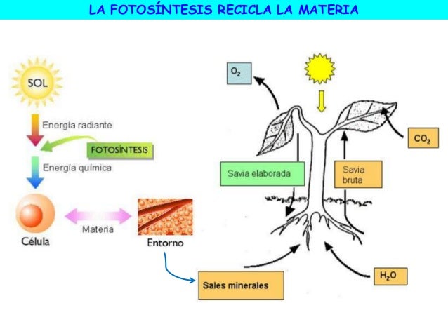 Flujo de materia y energía 4 ESO