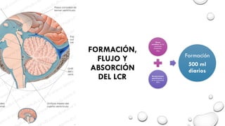flujo sanguineo cerebral diapositiva ppt | PPTX