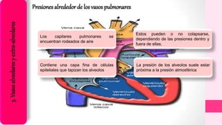 3.Vasosalveolaresyextra-alveolares
Presiones alrededor de los vasos pulmonares
Los capilares pulmonares se
encuentran rodeados de aire
Contiene una capa fina de células
epiteliales que tapizan los alveolos
Estos pueden o no colapsarse,
dependiendo de las presiones dentro y
fuera de ellas.
La presión de los alveolos suele estar
próxima a la presión atmosférica
 