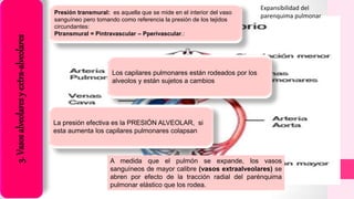 Presión transmural: es aquella que se mide en el interior del vaso
sanguíneo pero tomando como referencia la presión de los tejidos
circundantes:
Ptransmural = Pintravascular – Pperivascular.:
3.Vasosalveolaresyextra-alveolares
Los capilares pulmonares están rodeados por los
alveolos y están sujetos a cambios
La presión efectiva es la PRESIÓN ALVEOLAR, si
esta aumenta los capilares pulmonares colapsan
A medida que el pulmón se expande, los vasos
sanguíneos de mayor calibre (vasos extraalveolares) se
abren por efecto de la tracción radial del parénquima
pulmonar elástico que los rodea.
Expansibilidad del
parenquima pulmonar
 