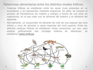 Relaciones alimentarias entre los distintos niveles tróficos.
• Cadenas tróficas se establecen entre los seres vivos presentes en un
ecosistema, y se representan mediante esquemas. En ellas, se muestra el
proceso de transferencia de materia y energía a través de una serie de
organismos, en el que cada uno se alimenta del anterior y es alimento del
siguiente.
• Normalmente, un consumidor se alimenta de más de una especie del nivel
inferior y sirve de alimento a varias especies del nivel superior. Entre las
distintas cadenas tróficas se establecen varias conexiones, por eso, para
explicar gráficamente ese complejo sistema de relaciones, se
establecen redes tróficas.
 