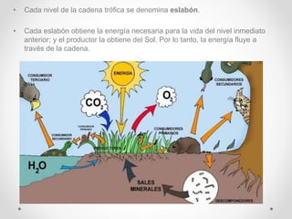 • Cada nivel de la cadena trófica se denomina eslabón.
• Cada eslabón obtiene la energía necesaria para la vida del nivel inmediato
anterior; y el productor la obtiene del Sol. Por lo tanto, la energía fluye a
través de la cadena.
 