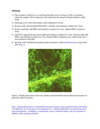 Methods
1) Place sample in small sieve or mesh bag and place sieves or bags in wells or containers
where the sample will be immersed in the liquid, but the amount of liquid needed is rather
small.
2) Submerge in 2% milk and incubate, while shaking for 30 min.
3) Remove milk, add the diluted MAb32B11 antibody, and incubate on shaker for 1 hour.
4) Remove antibody, add PBST and incubate on shaker for 5 min. Repeat PBST incubation
twice.
5) Add FITC tagged goat anti-mouse IgM and incubate on shaker for 1 hour. Remove IgM, add
PBST, and incubate on shaker for 5 min. Repeat PBST incubation twice, followed by one 5-
min incubation with PBS.
6) Develop with VectaShield mounting media and observe under epi-fluorescence using a blue
filter (Fig. 2).
Figure 2. Bright green spots on the root, hyphae, and horticultural mesh indicate the presence of
glomalin at these locations.
Note: Immunofluorescence of intraradical structures requires a pre-incubation step with boiling
10% KOH for 10-15 min and a 2-hr incubation in 1:1 diluted MAb32B11 are advised for good
color development. In addition, a counterstain, such as erichrome black, may be used prior to
addition of the mounting medium.
 