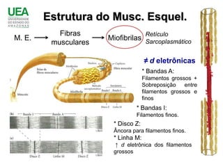 Estrutura do Musc. Esquel.
           Fibras                    Retículo
M. E.                 Miofibrilas Sarcoplasmático
         musculares

                                    ≠ d eletrônicas
                                    * Bandas A:
                                    Filamentos grossos +
                                    Sobreposição    entre
                                    filamentos grossos e
                                    finos
                                * Bandas I:
                                Filamentos finos.
                       * Disco Z:
                       Âncora para filamentos finos.
                       * Linha M:
                        ↑ d eletrônica dos filamentos
                       grossos
 