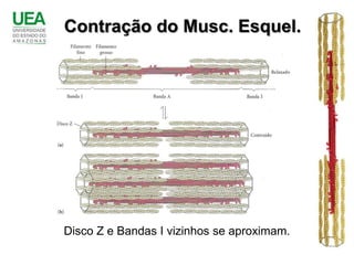 Contração do Musc. Esquel.




Disco Z e Bandas I vizinhos se aproximam.
 