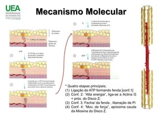 Mecanismo Molecular




      * Quatro etapas principais;
      (1) Ligação do ATP formando fenda [conf.1]
      (2) Conf. 2: “Alta energia”, liga-se a Actina G
          + próx. do Disco Z;
      (3) Conf. 3: Fecha/ da fenda , liberação de Pi
      (4) Conf. 4: “Mov. de força”, aproxima cauda
          da Miosina do Disco Z.
 