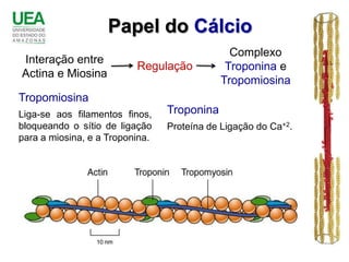 Papel do Cálcio
                                               Complexo
Interação entre
                          Regulação           Troponina e
Actina e Miosina
                                             Tropomiosina
Tropomiosina
Liga-se aos filamentos finos,    Troponina
bloqueando o sítio de ligação    Proteína de Ligação do Ca+2.
para a miosina, e a Troponina.
 