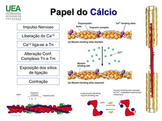 Papel do Cálcio
 Impulso Nervoso

 Liberação do Ca+2

 Ca+2 liga-se a Tn

 Alteração Conf.
Complexo Tn e Tm

Exposição dos sítios
    de ligação

    Contração
 