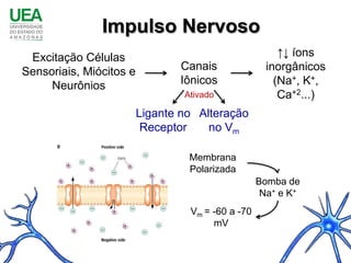 Impulso Nervoso
 Excitação Células                                      ↑↓ íons
Sensoriais, Miócitos e          Canais               inorgânicos
     Neurônios                  Iônicos                (Na+, K+,
                                 Ativado                Ca+2...)
                         Ligante no Alteração
                          Receptor    no Vm

                                  Membrana
                                  Polarizada
                                                   Bomba de
                                                    Na+ e K+
                                  Vm = -60 a -70
                                       mV
 