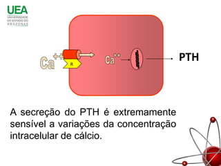 R
                                       PTH



A secreção do PTH é extremamente
sensível a variações da concentração
intracelular de cálcio.
 