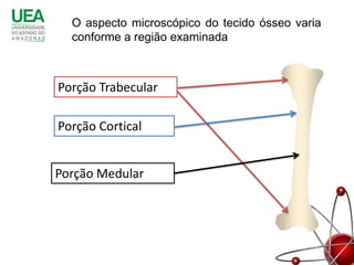 O aspecto microscópico do tecido ósseo varia
  conforme a região examinada



Porção Trabecular

Porção Cortical


Porção Medular
 