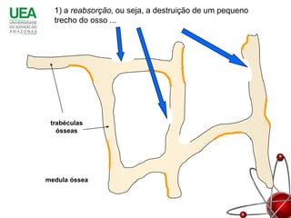 1) a reabsorção, ou seja, a destruição de um pequeno
  trecho do osso ...




 trabéculas
   ósseas




medula óssea
 