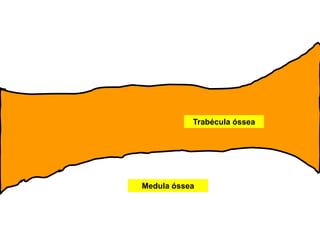 Trabécula óssea




Medula óssea
 