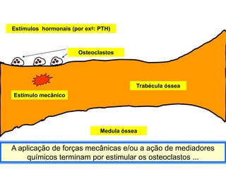 Estímulos hormonais (por exo: PTH)



                      Osteoclastos




                                         Trabécula óssea
Estímulo mecânico




                              Medula óssea


A aplicação de forças mecânicas e/ou a ação de mediadores
    químicos terminam por estimular os osteoclastos ...
 