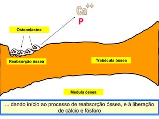 P
    Osteoclastos




 Reabsorção óssea                     Trabécula óssea




                           Medula óssea


... dando início ao processo de reabsorção óssea, e à liberação
                        de cálcio e fósforo
 