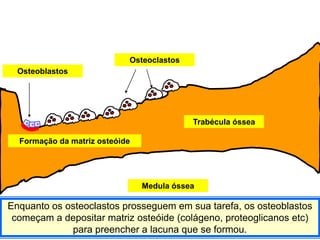 Osteoclastos
  Osteoblastos




                                           Trabécula óssea

  Formação da matriz osteóide




                                Medula óssea

Enquanto os osteoclastos prosseguem em sua tarefa, os osteoblastos
 começam a depositar matriz osteóide (colágeno, proteoglicanos etc)
             para preencher a lacuna que se formou.
 