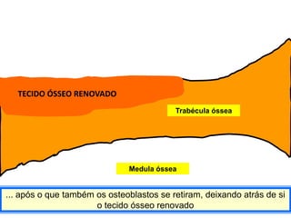 TECIDO ÓSSEO RENOVADO
                                          Trabécula óssea




                              Medula óssea


... após o que também os osteoblastos se retiram, deixando atrás de si
                      o tecido ósseo renovado
 