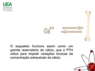 O esqueleto funciona assim como um
grande reservatório de cálcio, que o PTH
utiliza para impedir variações bruscas da
concentração extracelular de cálcio.
 