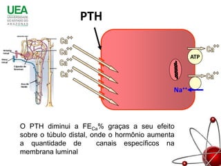 PTH

                            Filtração               ATP
                         10.000 mg/dia




                                             Na++



O PTH diminui a FECa% graças a seu efeito
sobre o túbulo distal, onde o hormônio aumenta
a quantidade de          canais específicos na
membrana luminal
 